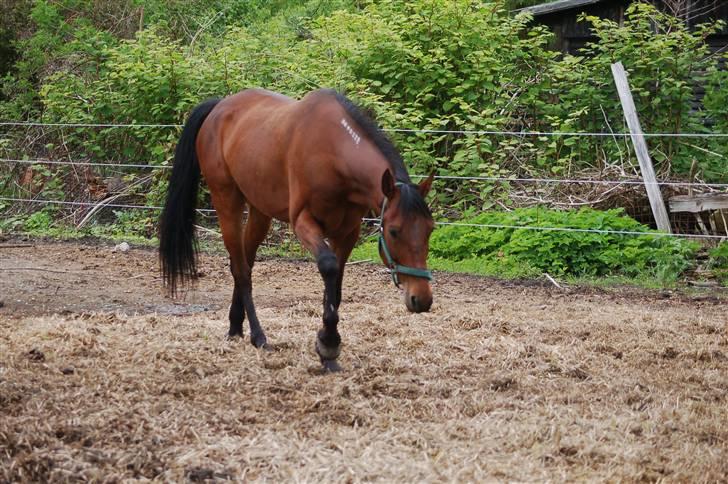 Traver Gelmin Follo billede 15