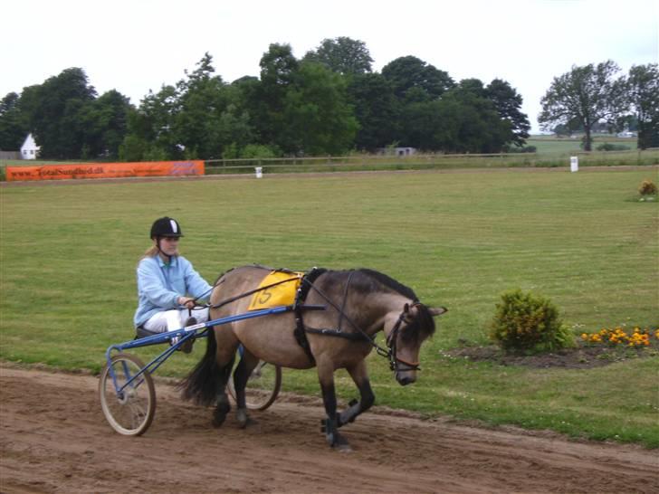 Welsh Pony (sec B) Jasmin *R.I.P* billede 9