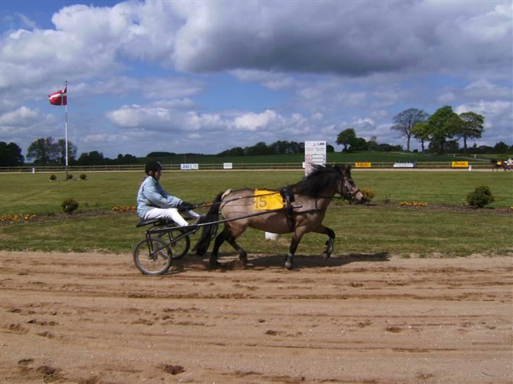 Welsh Pony (sec B) Jasmin *R.I.P* billede 10