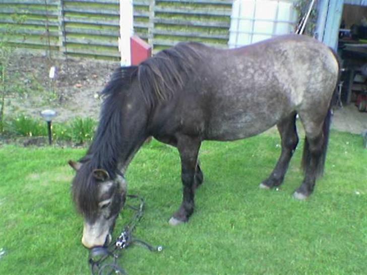 Welsh Pony (sec B) Jasmin *R.I.P* billede 12