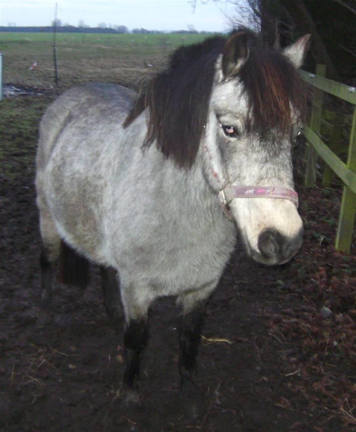 Welsh Pony (sec B) Jasmin *R.I.P* billede 13