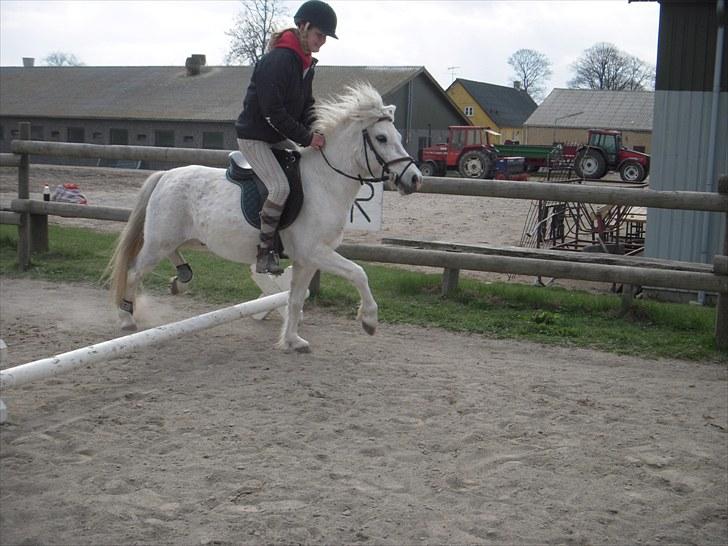 Anden særlig race Sir Bernstein - Første dag han springer med rytter. :) billede 15
