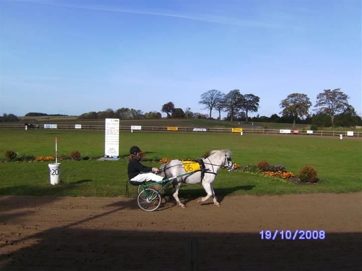 Anden særlig race Sir Bernstein billede 19