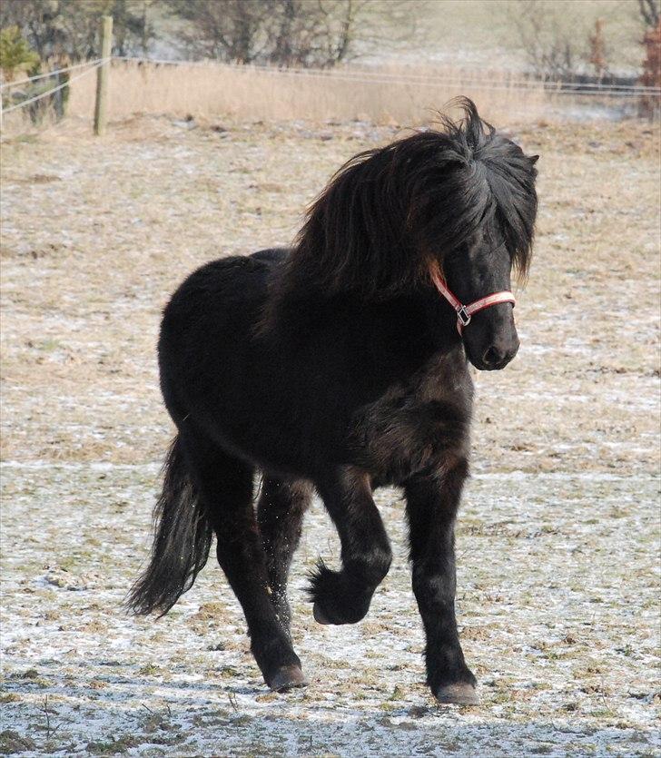 Islænder Djarfur fra Ankerly - Djarfur, vinter :) billede 1