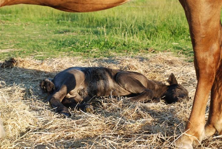 Islænder Djarfur fra Ankerly billede 2