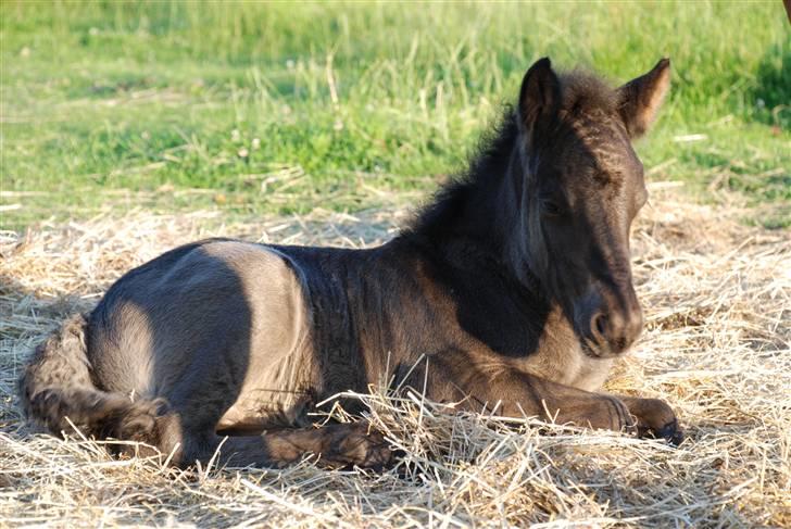 Islænder Djarfur fra Ankerly billede 3