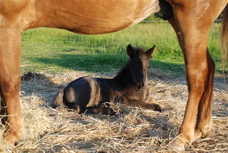 Islænder Djarfur fra Ankerly billede 4