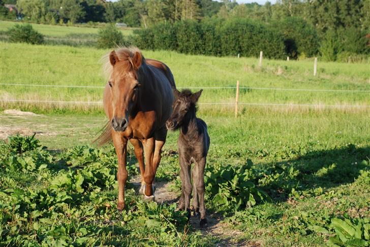 Islænder Djarfur fra Ankerly billede 5