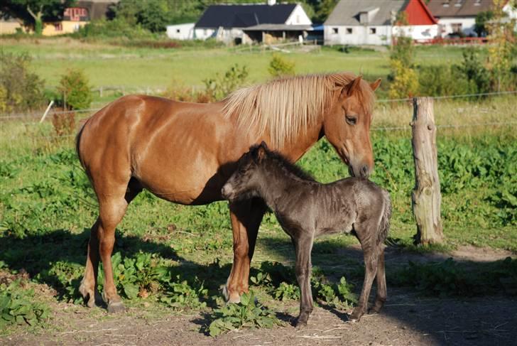 Islænder Djarfur fra Ankerly billede 6