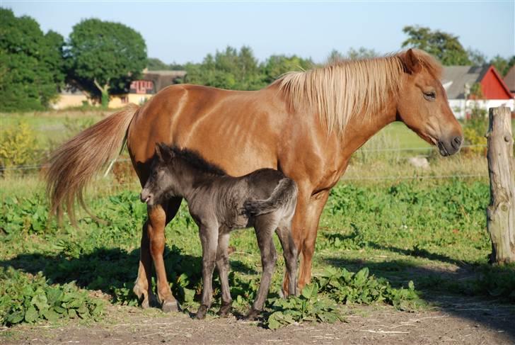 Islænder Djarfur fra Ankerly billede 7