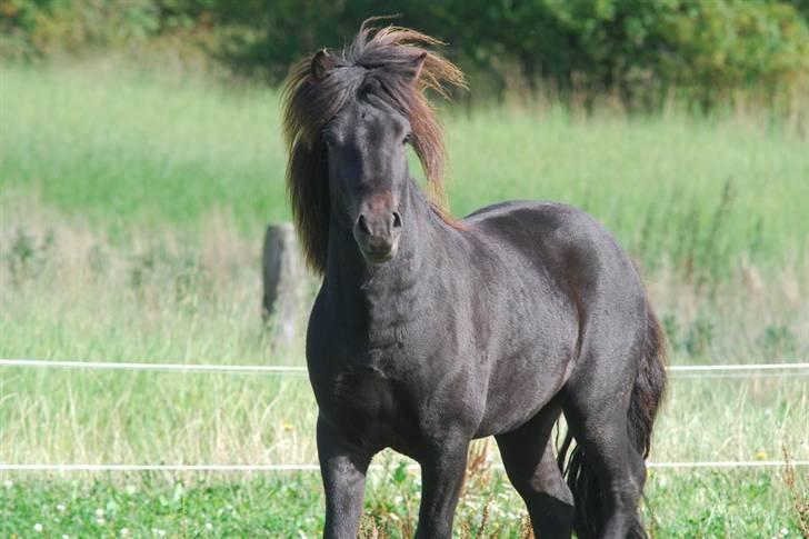 Islænder Djarfur fra Ankerly - 2009, Djarfur hjemme igen. billede 8