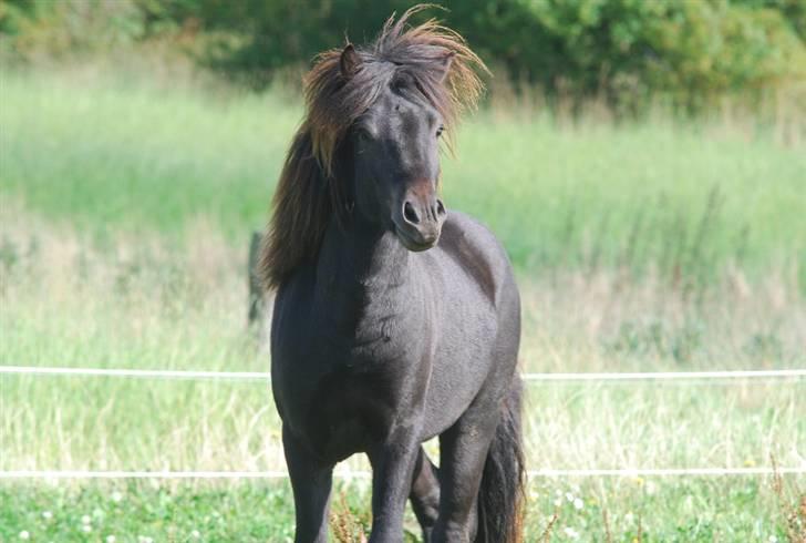 Islænder Djarfur fra Ankerly - 2009, Djarfur hjemme igen. billede 9