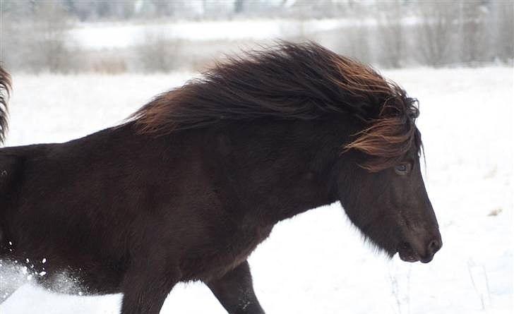 Islænder Djarfur fra Ankerly billede 10