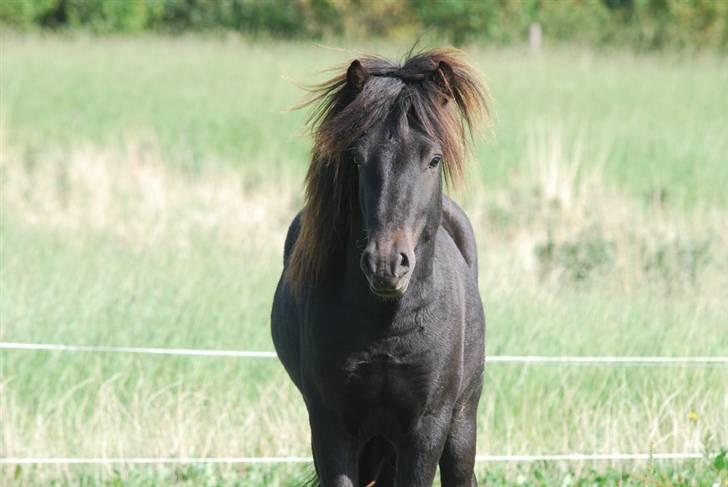 Islænder Djarfur fra Ankerly - 2009, Djarfur hjemme igen. billede 11