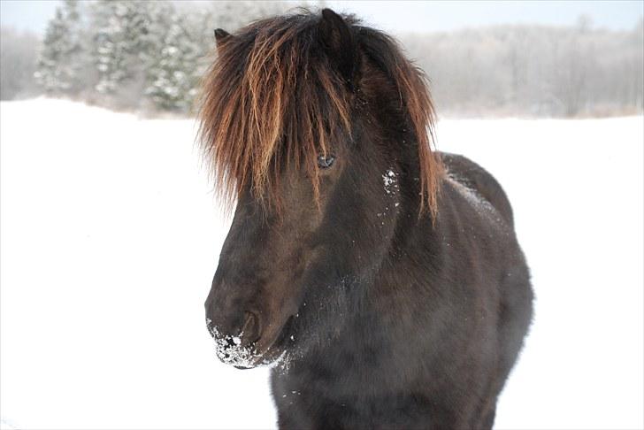 Islænder Djarfur fra Ankerly - Djarfur i vinters (: billede 12