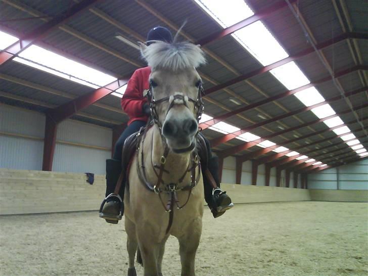 Fjordhest lotus(halsnæs)*solgt ;(!  - gumle gumle ! billede 8