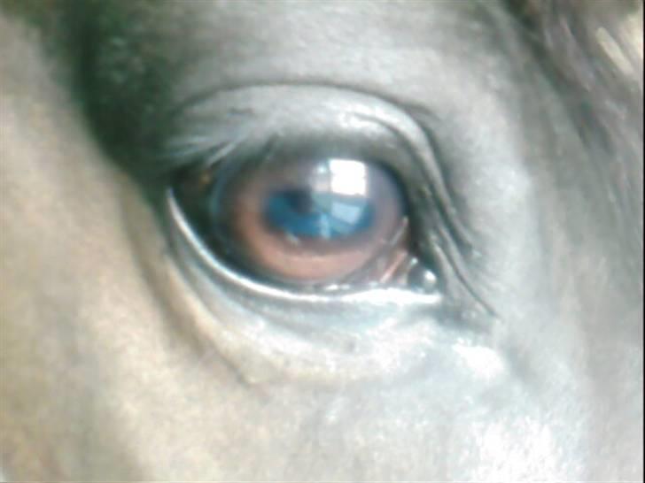 Dansk Varmblod Rubin [Himmelhest] - Hans smukke øje (; billede 2