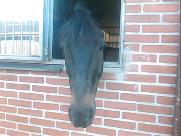 Dansk Varmblod Rubin [Himmelhest] - Rubin igen billede 3