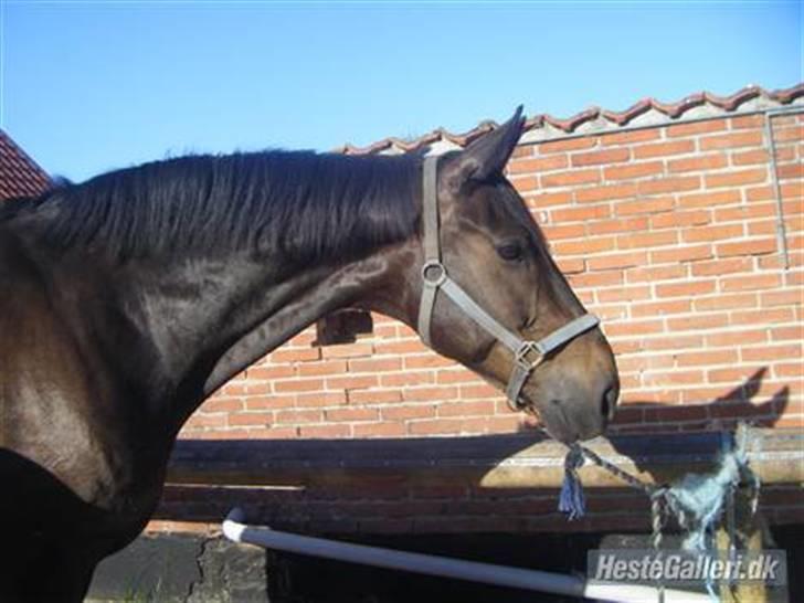 Dansk Varmblod Rubin [Himmelhest] - Vandet er farligt! :O billede 5