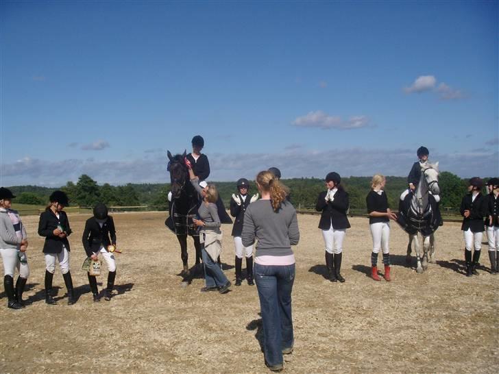 Dansk Varmblod Rubin [Himmelhest] billede 6