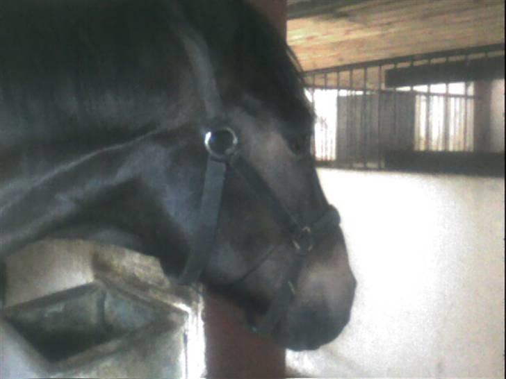 Dansk Varmblod Rubin [Himmelhest] billede 7