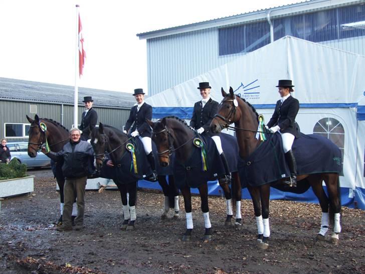 Trakehner Verdi (Solgt) - - Der skulle tages billeder til avisen:-) billede 4