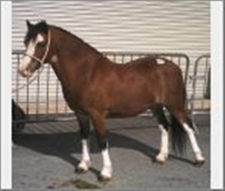 Welsh Mountain (sec A) Menai Casper B-pony - Casper på heste-auktion i England. billede 7