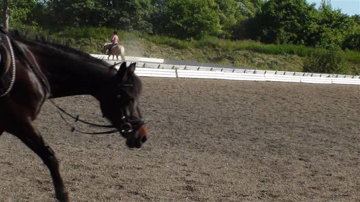 DSP Bæklunds Matina <33 - hvor er de fine!(: - benes foto.d; billede 9