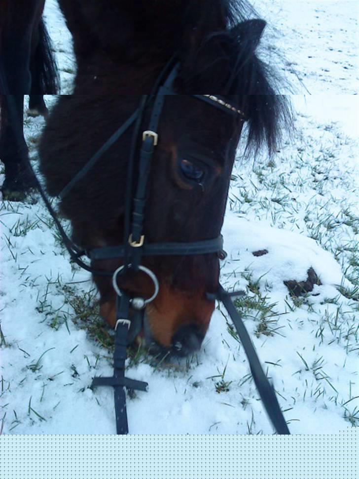 DSP Bæklunds Matina <33 - Martina & Bene (:<3 - benes foto.d; billede 10