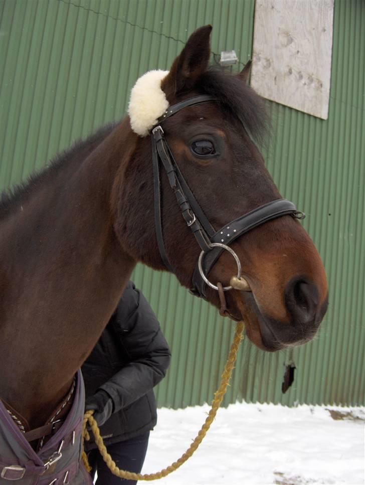 DSP Bæklunds Matina <33 - hyggedag med bene(; - foto bene.d; billede 13