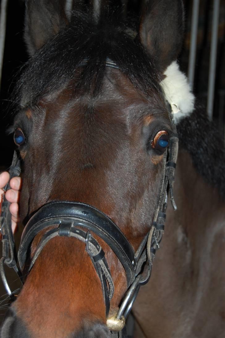 DSP Bæklunds Matina <33 - hvor er hun fin!(; - benes foto.d; billede 14