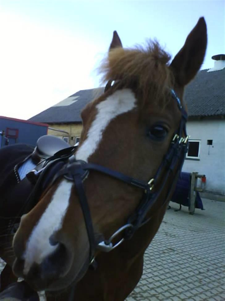 Sportsaraber (A) Snicker billede 12