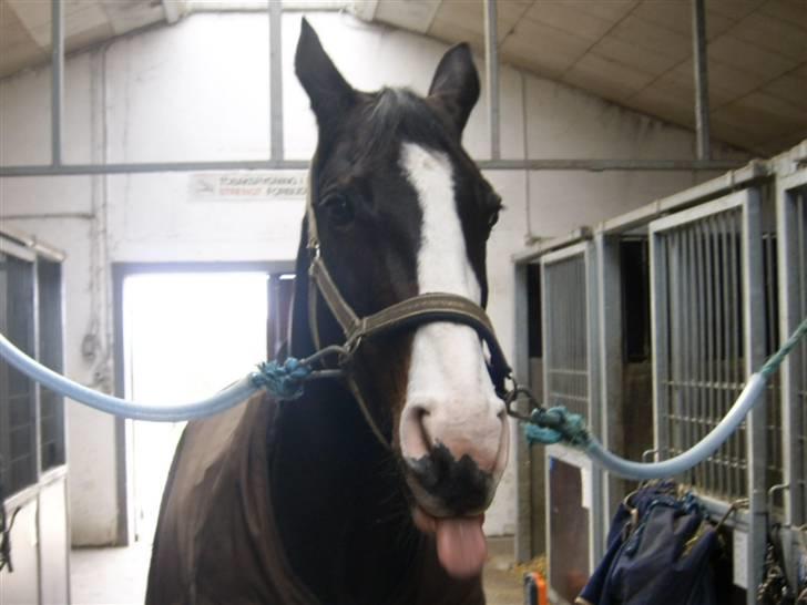 Anden særlig race Dana ( R.I.P. ) - Danas måde at sige "Cheessee" på =0) billede 6