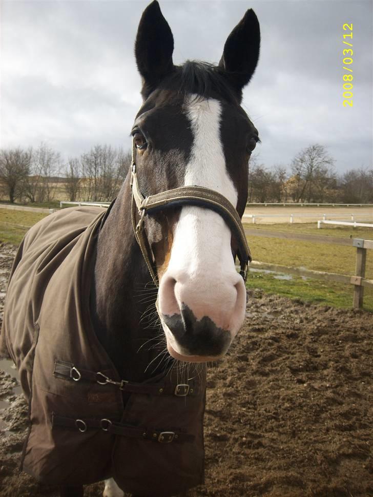 Anden særlig race Dana ( R.I.P. ) billede 7