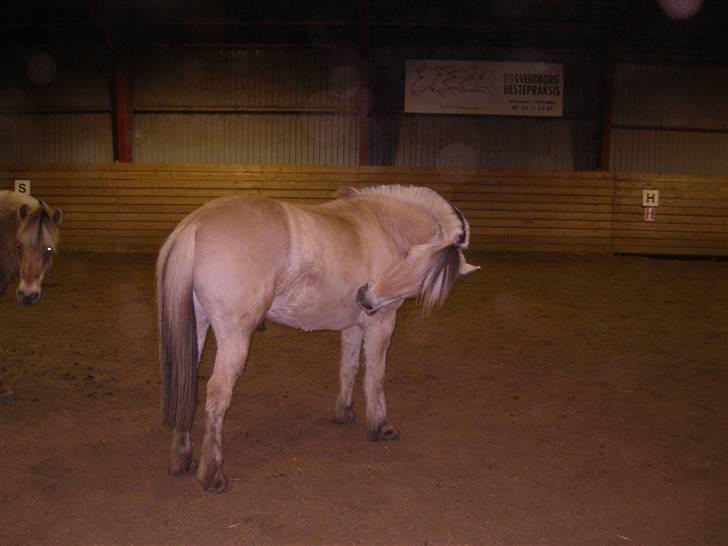 Fjordhest Tor - Her står Tor og klør sig lidt efter dressurtræning ;b billede 5