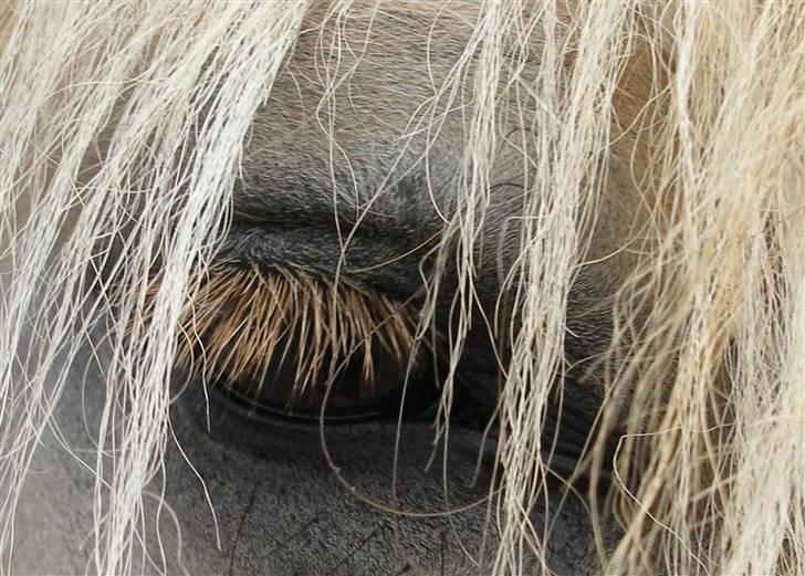 Fjordhest Tor - Ja, man kan jo flyde helt væk i hans øjne <3 billede 7