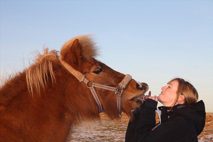 Islænder Hekla fra Ryethøj - Jeg elsker dig! <3 billede 4