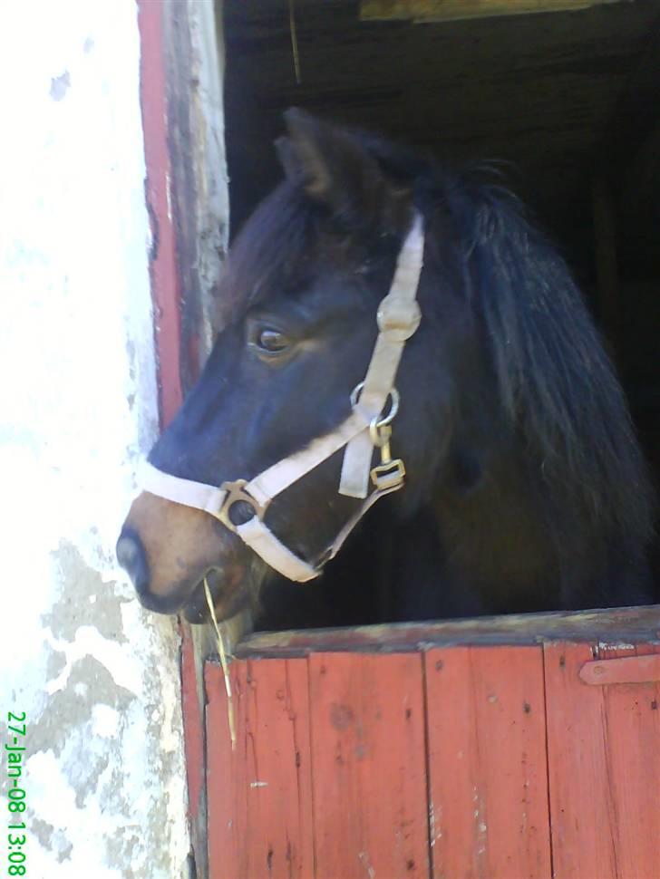 Anden særlig race Prins-SOLGT-2008 ! - fin lille pony :) savner ham. billede 8