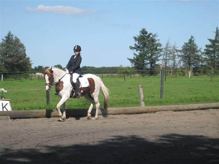 Pinto Medusa (Solgt)  - Stævne i Padborg (August 08) billede 3