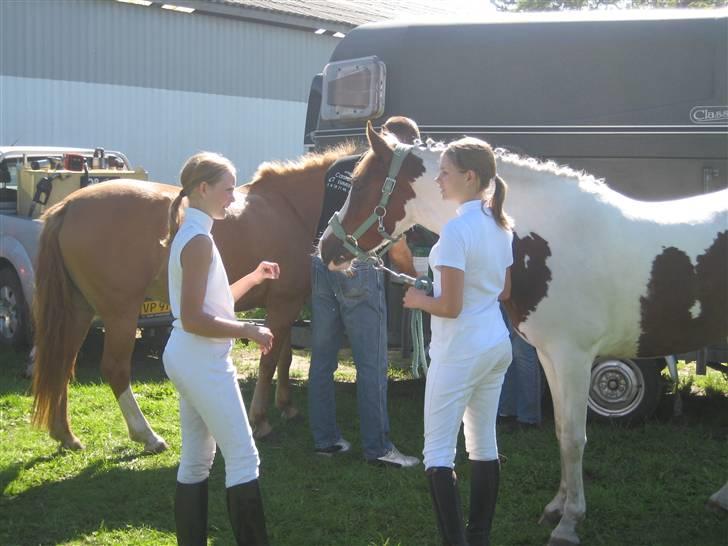 Pinto Medusa (Solgt)  - Stævne i Padborg (August 08) billede 6