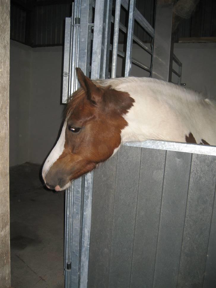 Pinto Medusa (Solgt)  - Inde i vores nye bokse. (Juni 08) billede 8