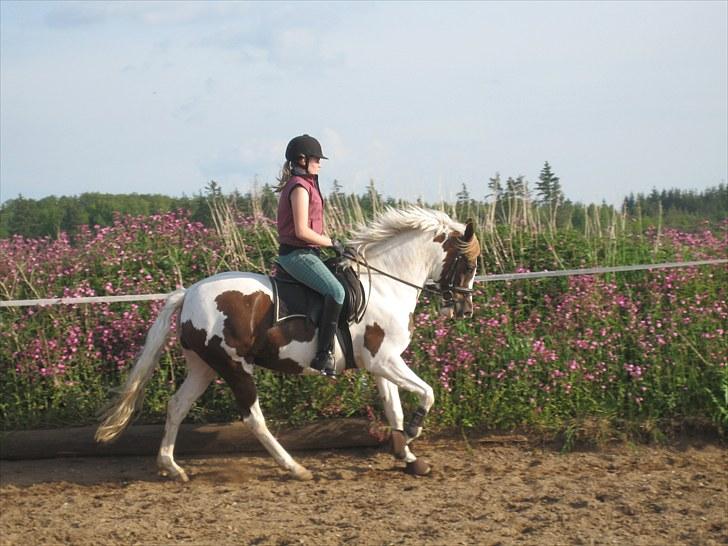 Pinto Medusa (Solgt)  - (Dressur juni 10) billede 9