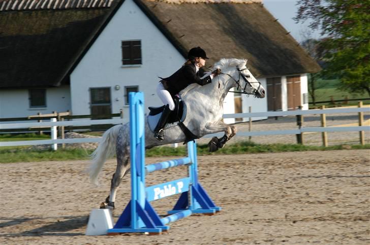 Tysk Sportspony Baloo<333 **solgt** DØD - LB på HSK den 2. maj.  Super stolt af min pony billede 20