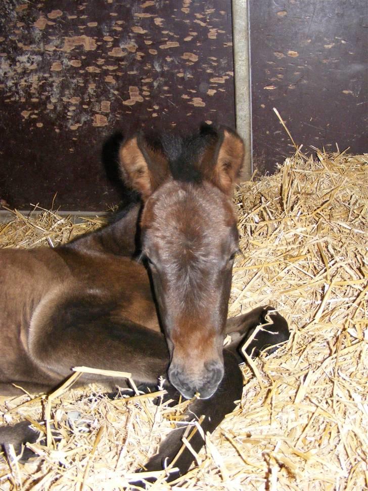 Anden særlig race Surprise *SOLGT* - meget træt.     det er hårdt at være på fold.  billede 11