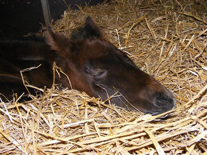 Anden særlig race Surprise *SOLGT* - nu vil jeg altså sove . om du så vil have det eller ej..! xD billede 14