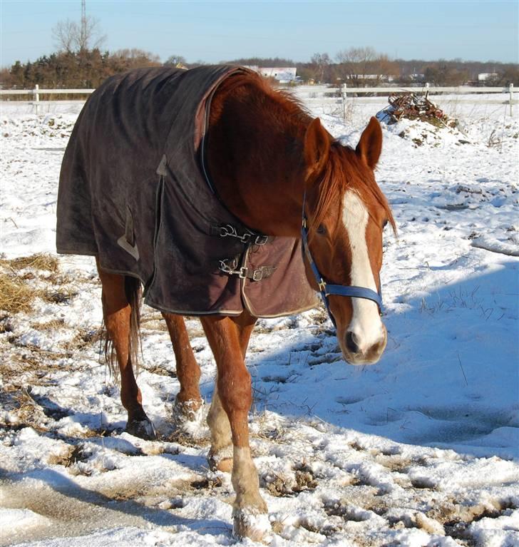 Traver Junker - Junker d. 5 marts 2008 billede 9