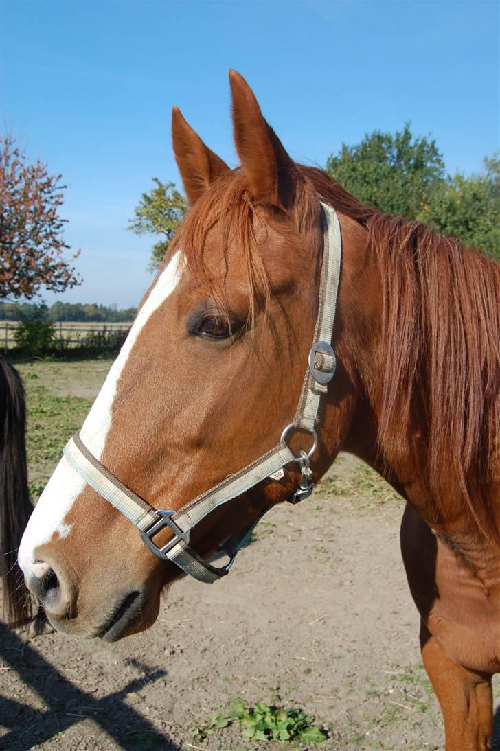 Traver Junker - Junker sep 2008 billede 10