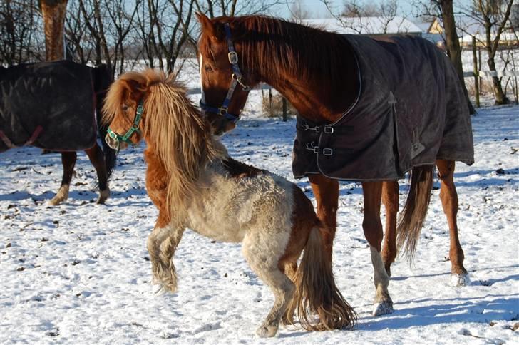 Traver Junker - Junker og Elvis billede 11