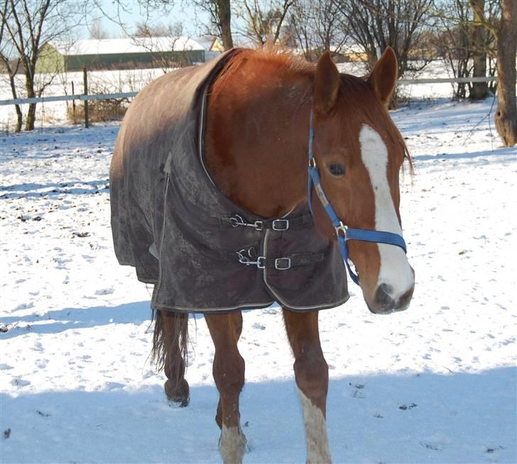 Traver Junker - Junker d. 5 marts 2008 billede 12