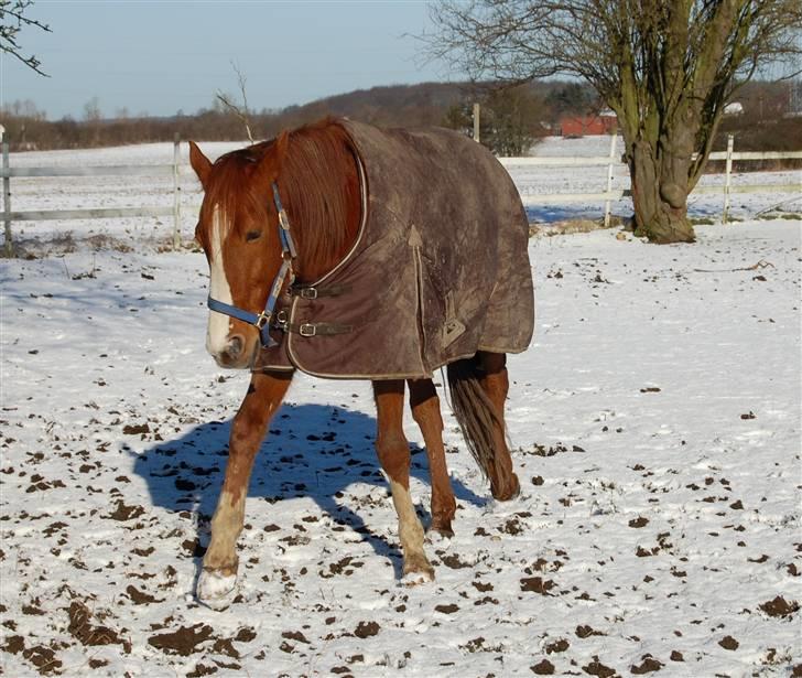 Traver Junker - Junker d. 5 marts 2008 billede 13